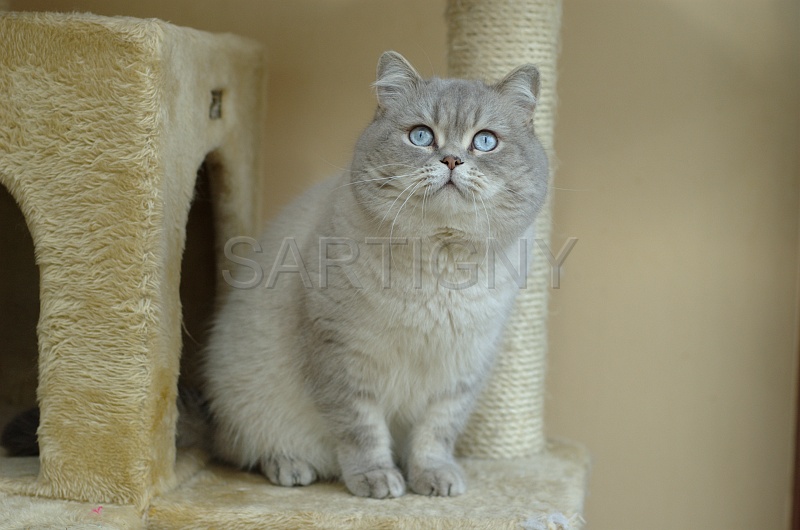 BRITISH SHORTHAIR 023.jpg
